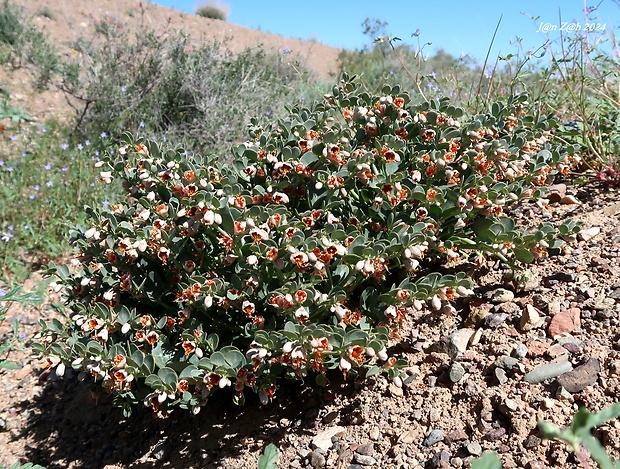 Zygophyllum iliense   Popov