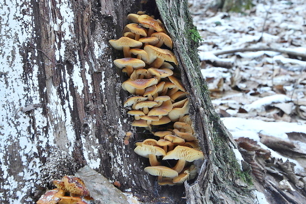 plamienka Flammulina sp.