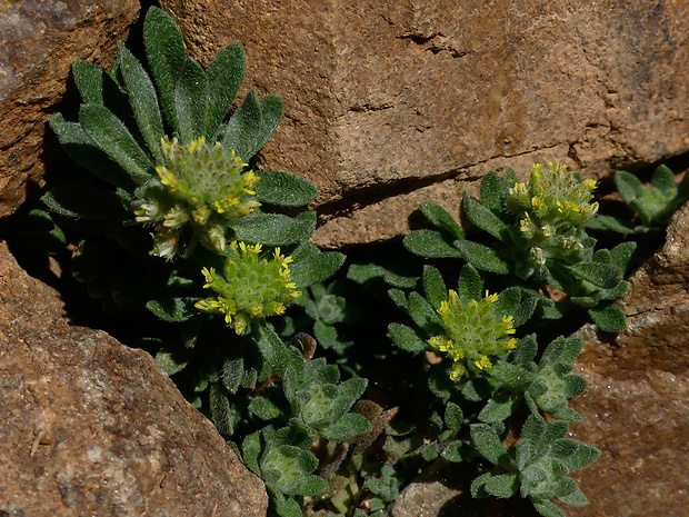 tarica Alyssum simplex Rudolphi