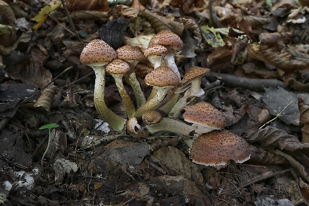 podpňovka Armillaria sp.