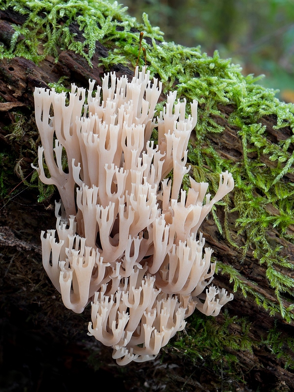 korunovec svietnikovitý Artomyces pyxidatus (Pers.) Jülich