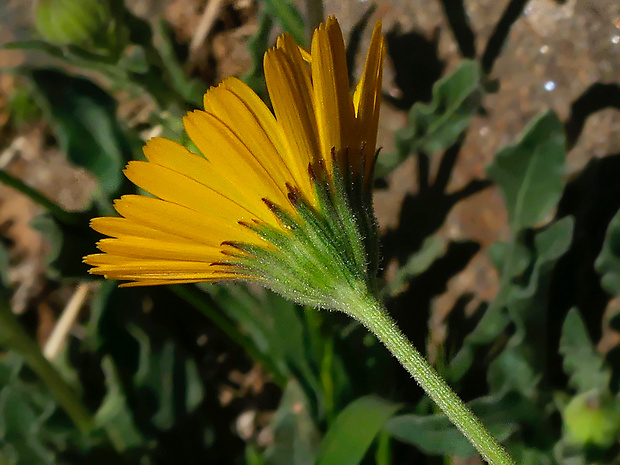 Calendula fontquerii A. C. Gonc. et P. Silveira