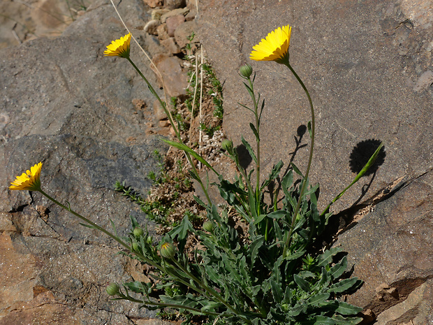 Calendula fontquerii A. C. Gonc. et P. Silveira