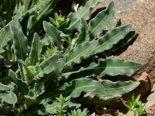 Calendula fontquerii A. C. Gonc. et P. Silveira