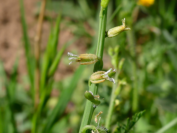 Carrichtera annua (L.) DC.