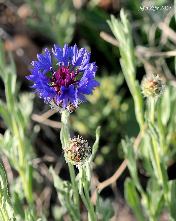 nevädza Centaurea depressa Bieb.