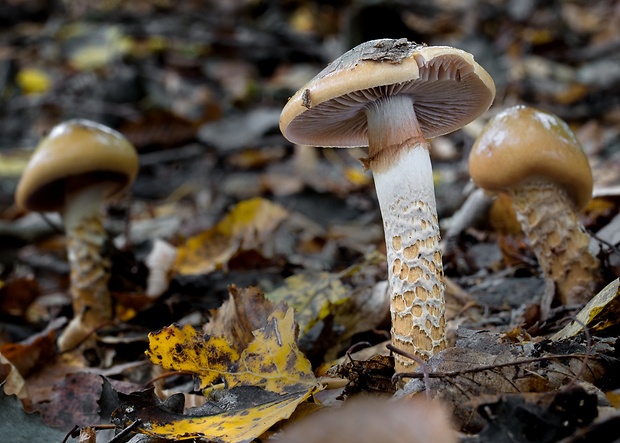 pavučinovec Cortinarius sp.