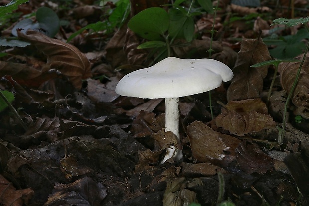 šťavnačka Hygrophorus sp.