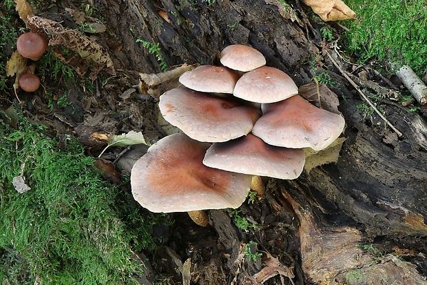 strapcovka tehlovočervená Hypholoma lateritium (Schaeff.) P. Kumm.