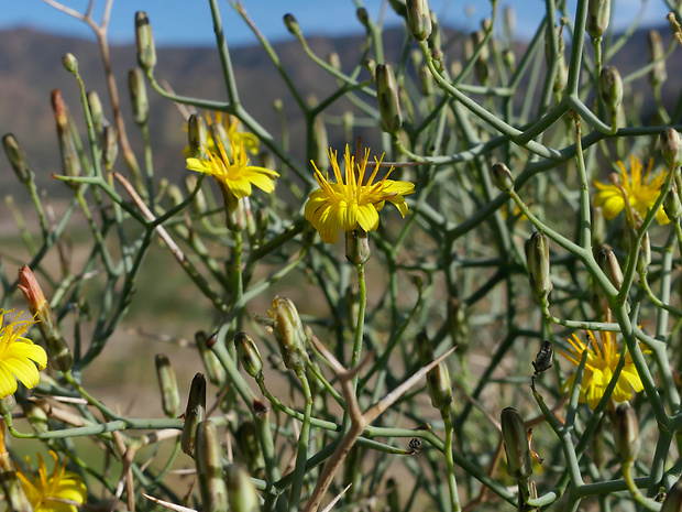 Launaea arborescens (Batt.) Murb