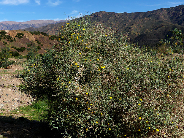 Launaea arborescens (Batt.) Murb