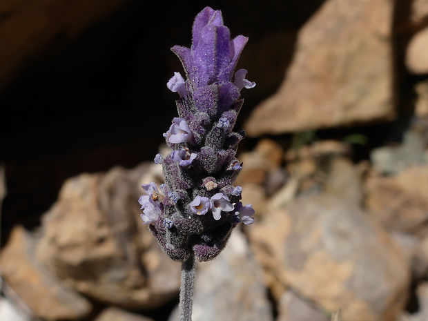 lavanduľa Lavandula dentata L.