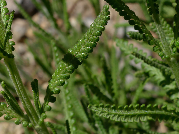 lavanduľa Lavandula dentata L.