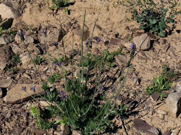 lavanduľa Lavandula multifida L.