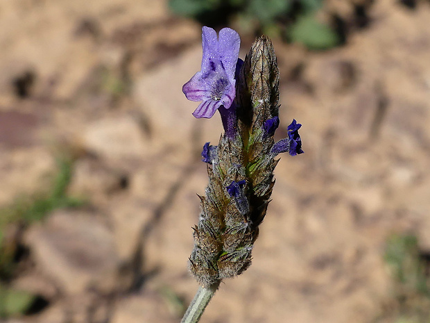 lavanduľa Lavandula multifida L.