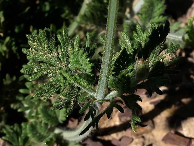 lavanduľa Lavandula multifida L.