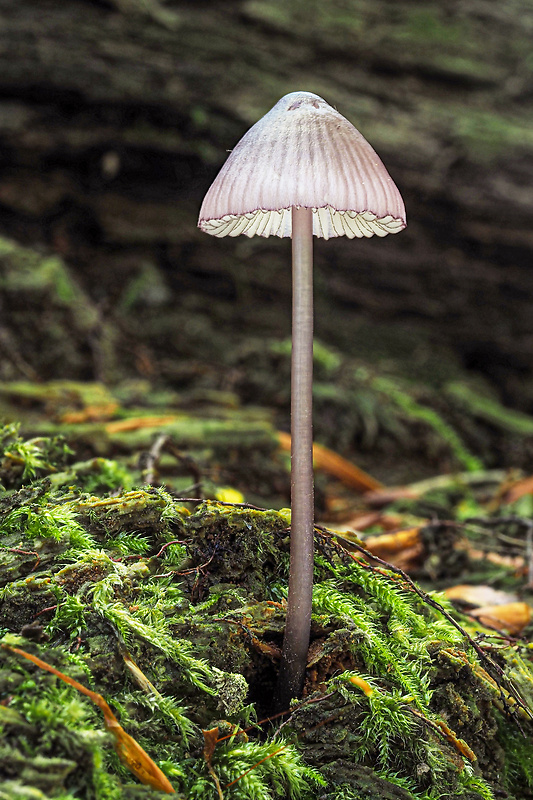 prilbička fialovookrajová Mycena purpureofusca (Peck) Sacc.