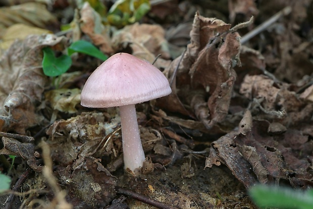 prilbička ružovkastá Mycena rosea Gramberg