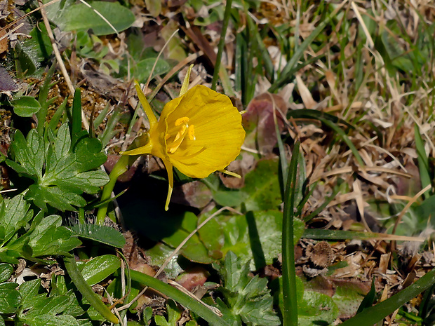 narcis Narcissus romieuxii Braun-Blanq. &amp; Maire