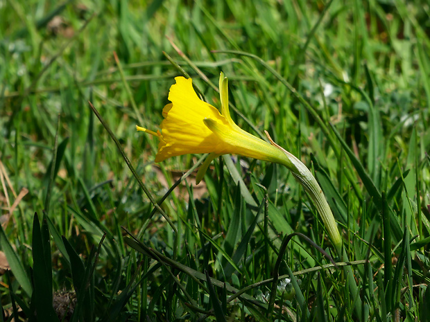 narcis Narcissus romieuxii Braun-Blanq. &amp; Maire