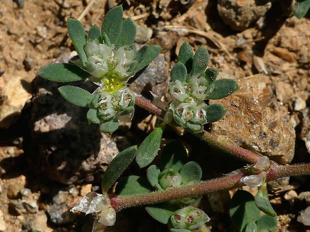 striebrenka Paronychia argentea Lam.