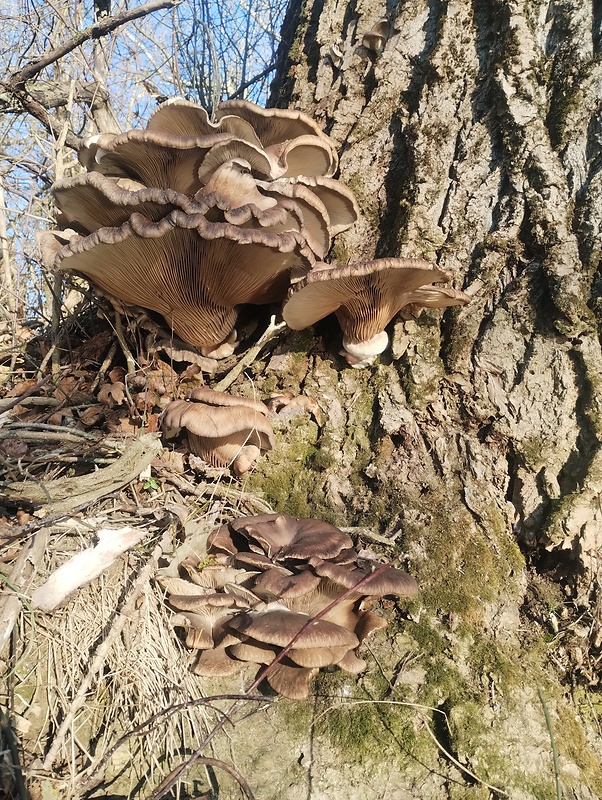 hliva ustricovitá Pleurotus ostreatus (Jacq.) P. Kumm.