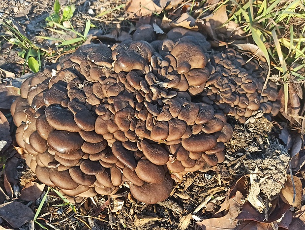 hliva ustricovitá Pleurotus ostreatus (Jacq.) P. Kumm.