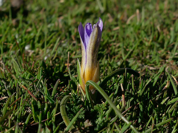 Romulea ligustica Parl.