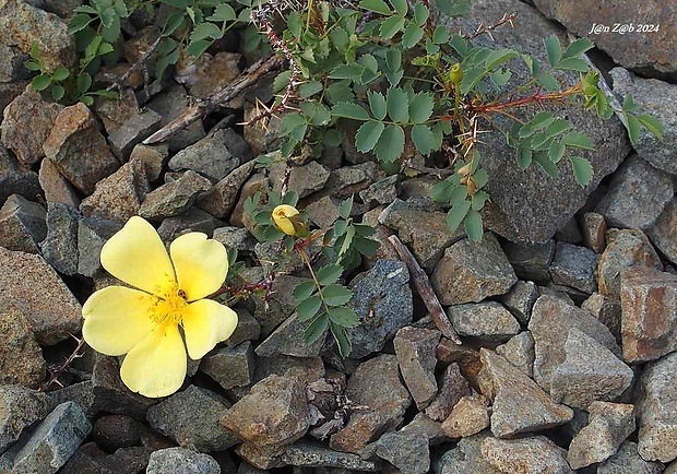 ruža Rosa platyacantha Schrenk