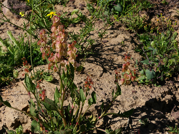 šťav Rumex vesicarius L.