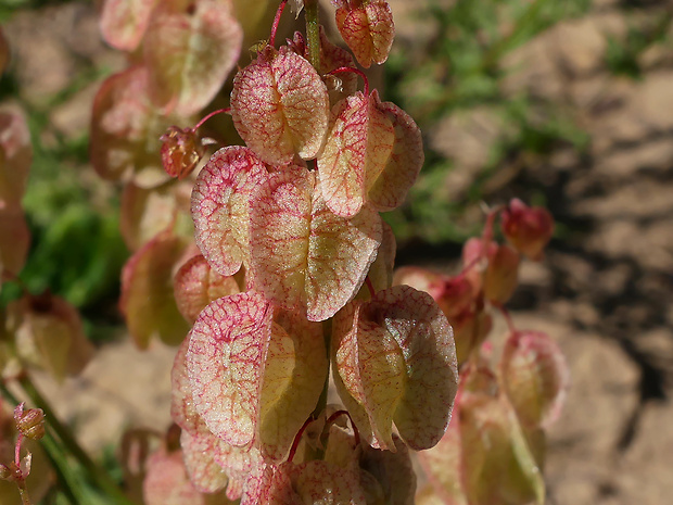 šťav Rumex vesicarius L.