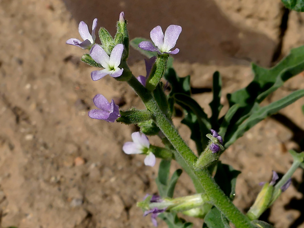 Strigosella africana