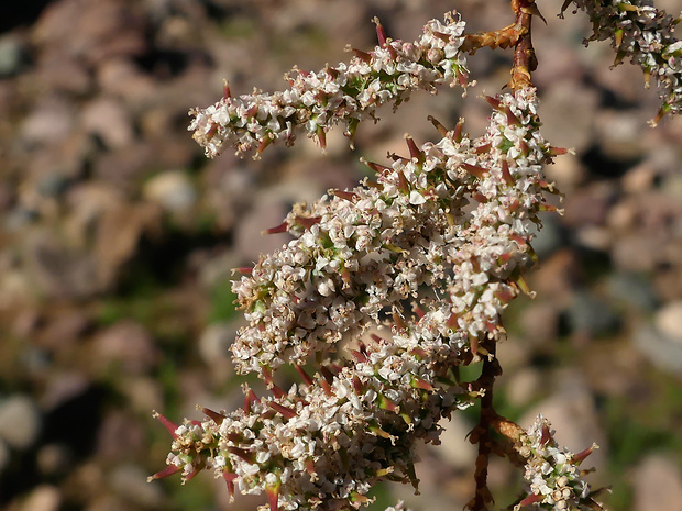 tamariška Tamarix africana Poir.