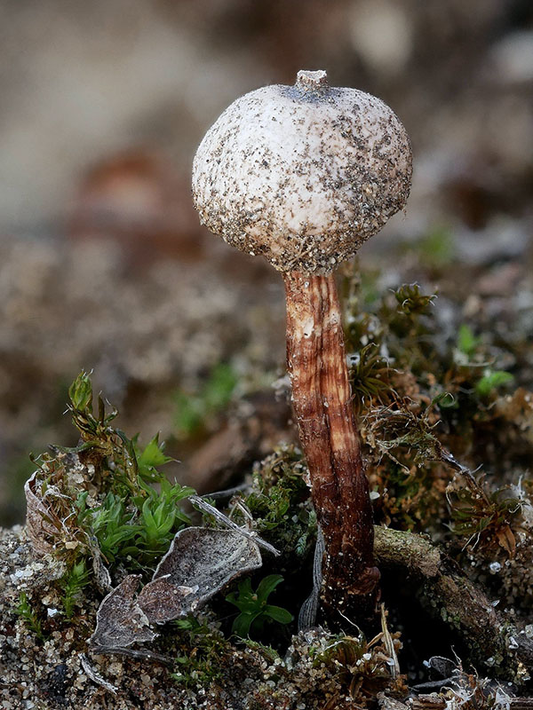 stopkovec hrdzavohnedý Tulostoma melanocyclum Bres.