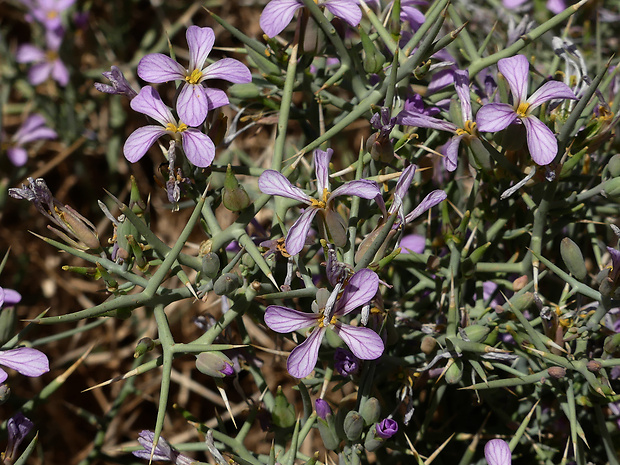 Zilla spinosa (L.) Prantl