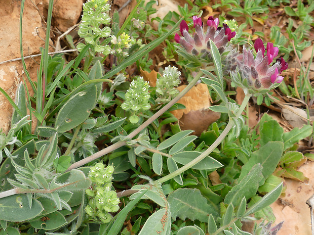 bôľhoj Anthyllis vulneraria subsp. praepropera (A. Kerner) Bornm.