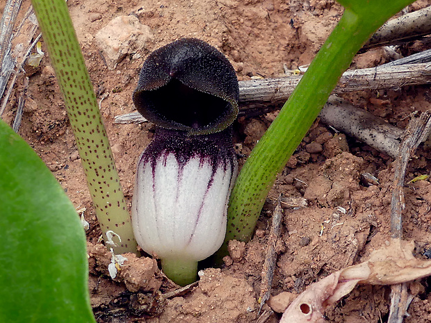 Arisarum simorrhinum Durieu