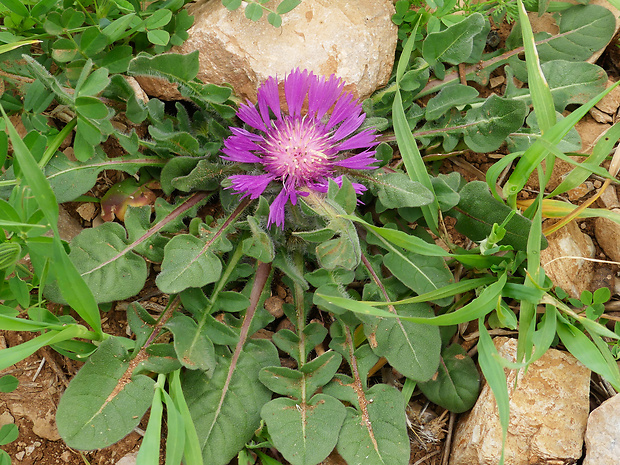 nevädzovec Centaurea pullata L.