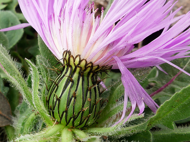 nevädzovec Centaurea pullata L.