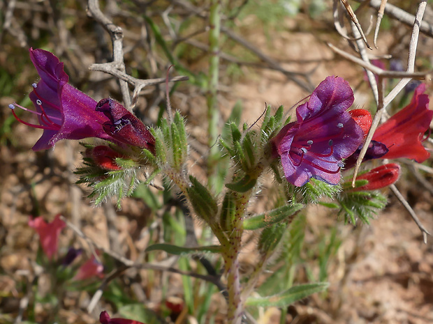 hadinec Echium humile Desf.