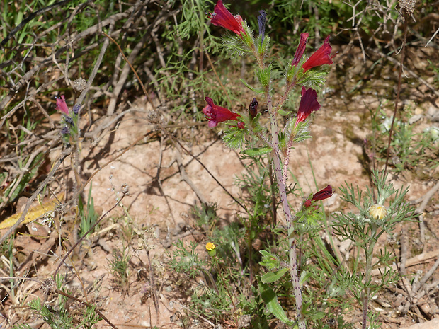 hadinec Echium humile Desf.