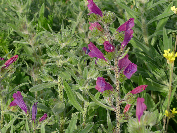 hadinec Echium sabulicola Pomel