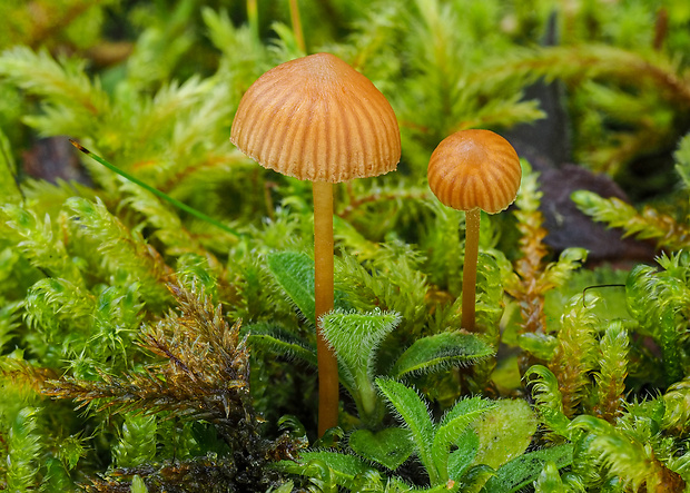 kapucňovka Galerina atkinsoniana A.H. Sm.