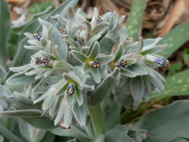 ostreň Nonea vesicaria (L.) Reichenb.