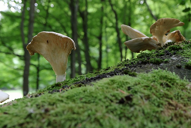 hliva buková Pleurotus pulmonarius (Fr.) Quél.