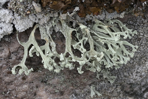 stužkovec hlávkatý Ramalina capitata (Ach.) Nyl.