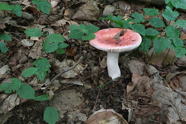 plávka Russula sp.