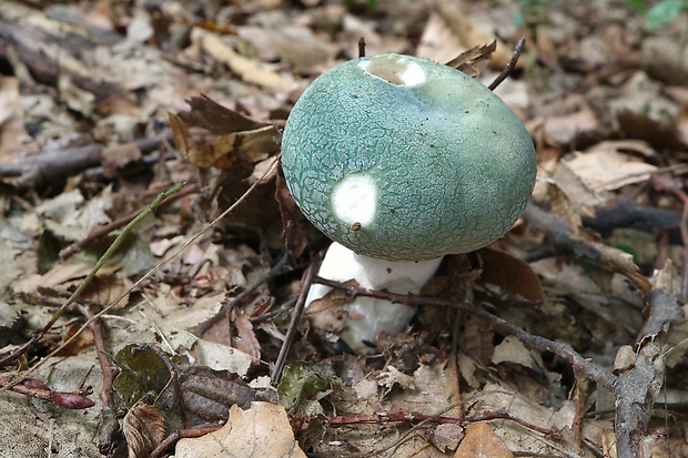 plávka zelenkastá Russula virescens (Schaeff.) Fr.