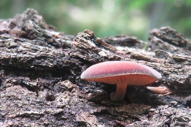 smeťovička veľká Simocybe sumptuosa (P.D. Orton) Singer