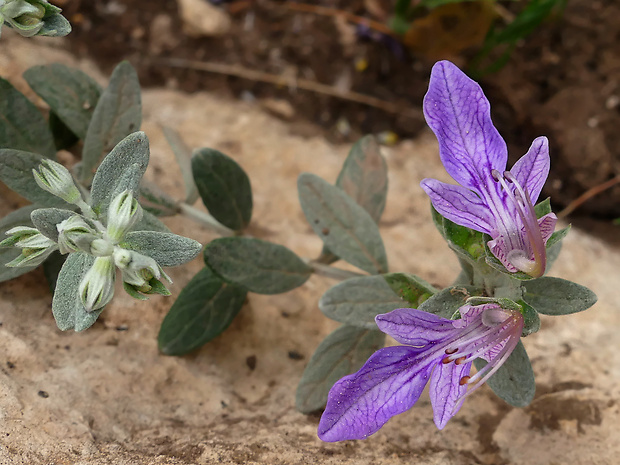 hrdobarka Teucrium malenconianum